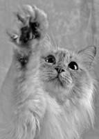 PET PORTRAITS